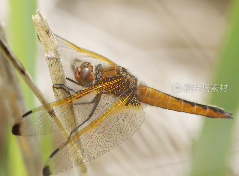 蓝色追逐蜻蜓(Libellula fulva)雌性